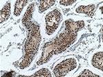 NHEJ1 Antibody in Immunohistochemistry (Paraffin) (IHC (P))