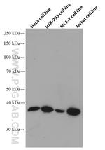 NHEJ1 Antibody in Western Blot (WB)