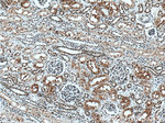 NHEJ1 Antibody in Immunohistochemistry (Paraffin) (IHC (P))