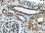 NHEJ1 Antibody in Immunohistochemistry (Paraffin) (IHC (P))