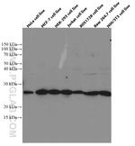 PLDN Antibody in Western Blot (WB)