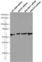 SMAD1 Antibody in Western Blot (WB)