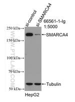 SMARCA4 Antibody in Western Blot (WB)