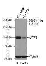 ATF6 Antibody in Western Blot (WB)