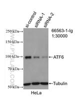 ATF6 Antibody in Western Blot (WB)