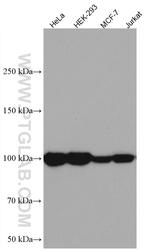 ATF6 Antibody in Western Blot (WB)