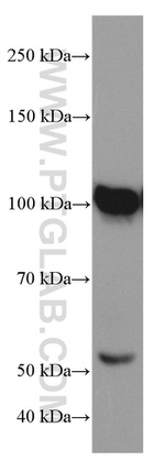 ATF6 Antibody in Western Blot (WB)