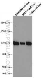 ATF6 Antibody in Western Blot (WB)