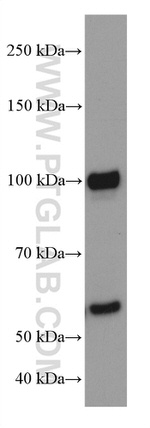 ATF6 Antibody in Western Blot (WB)