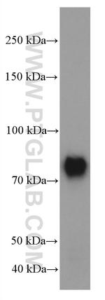 TBR1 Antibody in Western Blot (WB)