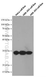 GMNN Antibody in Western Blot (WB)