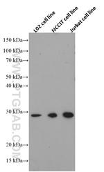 GMNN Antibody in Western Blot (WB)