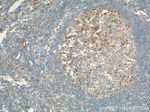 GMNN Antibody in Immunohistochemistry (Paraffin) (IHC (P))