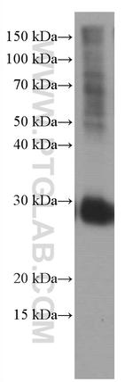 CD151 Antibody in Western Blot (WB)