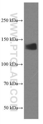 LATS1 Antibody in Western Blot (WB)