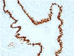 SOX2 (Embryonic Stem CellMarker) Antibody in Immunohistochemistry (Paraffin) (IHC (P))