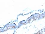 SOX2 (Embryonic Stem CellMarker) Antibody in Immunohistochemistry (Paraffin) (IHC (P))