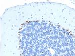 SOX2 (Embryonic Stem CellMarker) Antibody in Immunohistochemistry (Paraffin) (IHC (P))