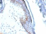 SOX2 (Embryonic Stem Cell Marker) Antibody in Immunohistochemistry (Paraffin) (IHC (P))