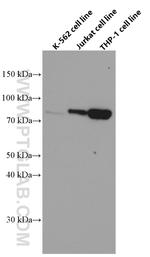 CIN85 Antibody in Western Blot (WB)