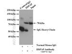 GRP78/BIP Antibody in Immunoprecipitation (IP)