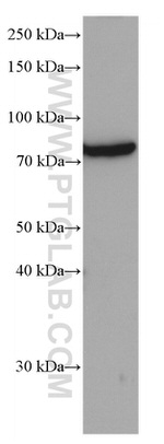 GRP78/BIP Antibody in Western Blot (WB)