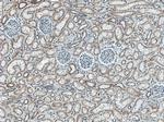 SLC9A9 Antibody in Immunohistochemistry (Paraffin) (IHC (P))