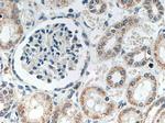 SLC9A9 Antibody in Immunohistochemistry (Paraffin) (IHC (P))