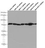 SLC9A9 Antibody in Western Blot (WB)