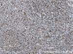 SLC9A9 Antibody in Immunohistochemistry (Paraffin) (IHC (P))