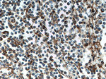 SLC9A9 Antibody in Immunohistochemistry (Paraffin) (IHC (P))