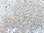 SLC9A9 Antibody in Immunohistochemistry (Paraffin) (IHC (P))