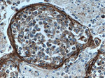 SLC9A9 Antibody in Immunohistochemistry (Paraffin) (IHC (P))