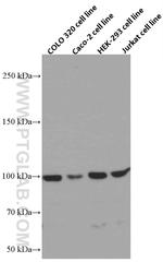 NSUN2 Antibody in Western Blot (WB)