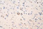 OPA1 Antibody in Immunohistochemistry (Paraffin) (IHC (P))