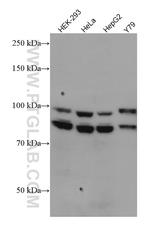 OPA1 Antibody in Western Blot (WB)