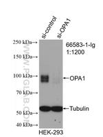 OPA1 Antibody in Western Blot (WB)