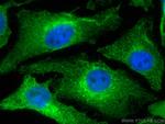 WBP2 Antibody in Western Blot (WB)