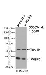 WBP2 Antibody in Western Blot (WB)