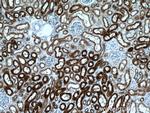 Beta galactosidase Antibody in Immunohistochemistry (Paraffin) (IHC (P))