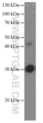 DNAJB6 Antibody in Western Blot (WB)