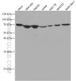 SDHA Antibody in Western Blot (WB)