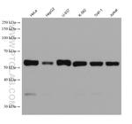 FOS Antibody in Western Blot (WB)