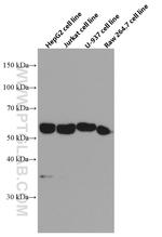 FOS Antibody in Western Blot (WB)