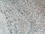 FOS Antibody in Immunohistochemistry (Paraffin) (IHC (P))