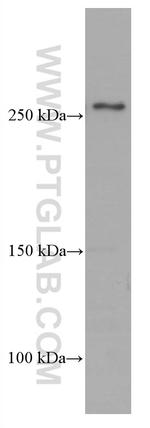 FASN Antibody in Western Blot (WB)