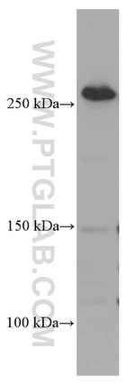 FASN Antibody in Western Blot (WB)