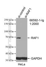 RAF1 Antibody in Western Blot (WB)