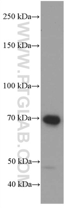 RAF1 Antibody in Western Blot (WB)