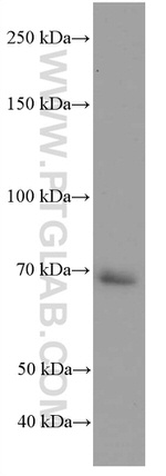 RAF1 Antibody in Western Blot (WB)